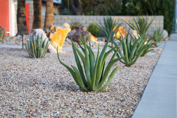 Drought Resistant Landscaping in Wilmington