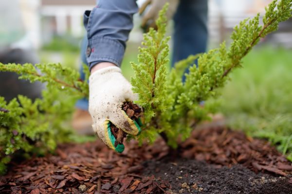 Church Mulching in Wilmington