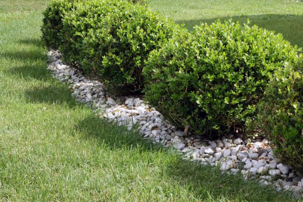 Boxwood Planting in Wilmington