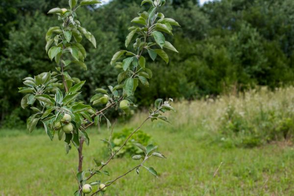 Apple Tree Planting in Wilmington