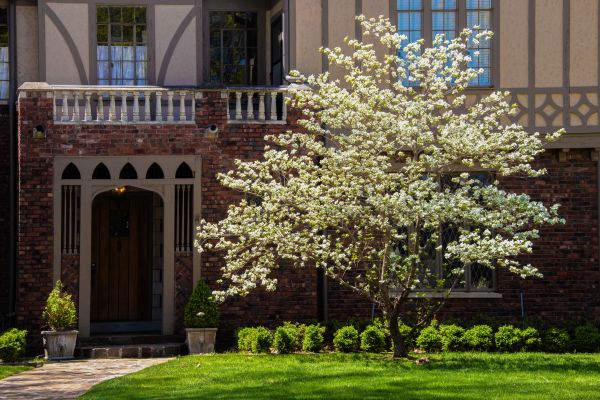 Dogwood Tree Planting in Wilmington